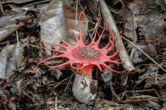 10 Fun Facts About Wild Mushrooms!