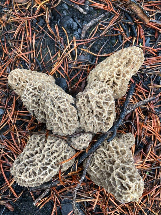 Morchella Tomentosa Cluster