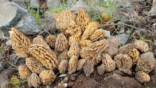 How to Find Morel Mushrooms in the City: A Breakdown on Landscape Morels!