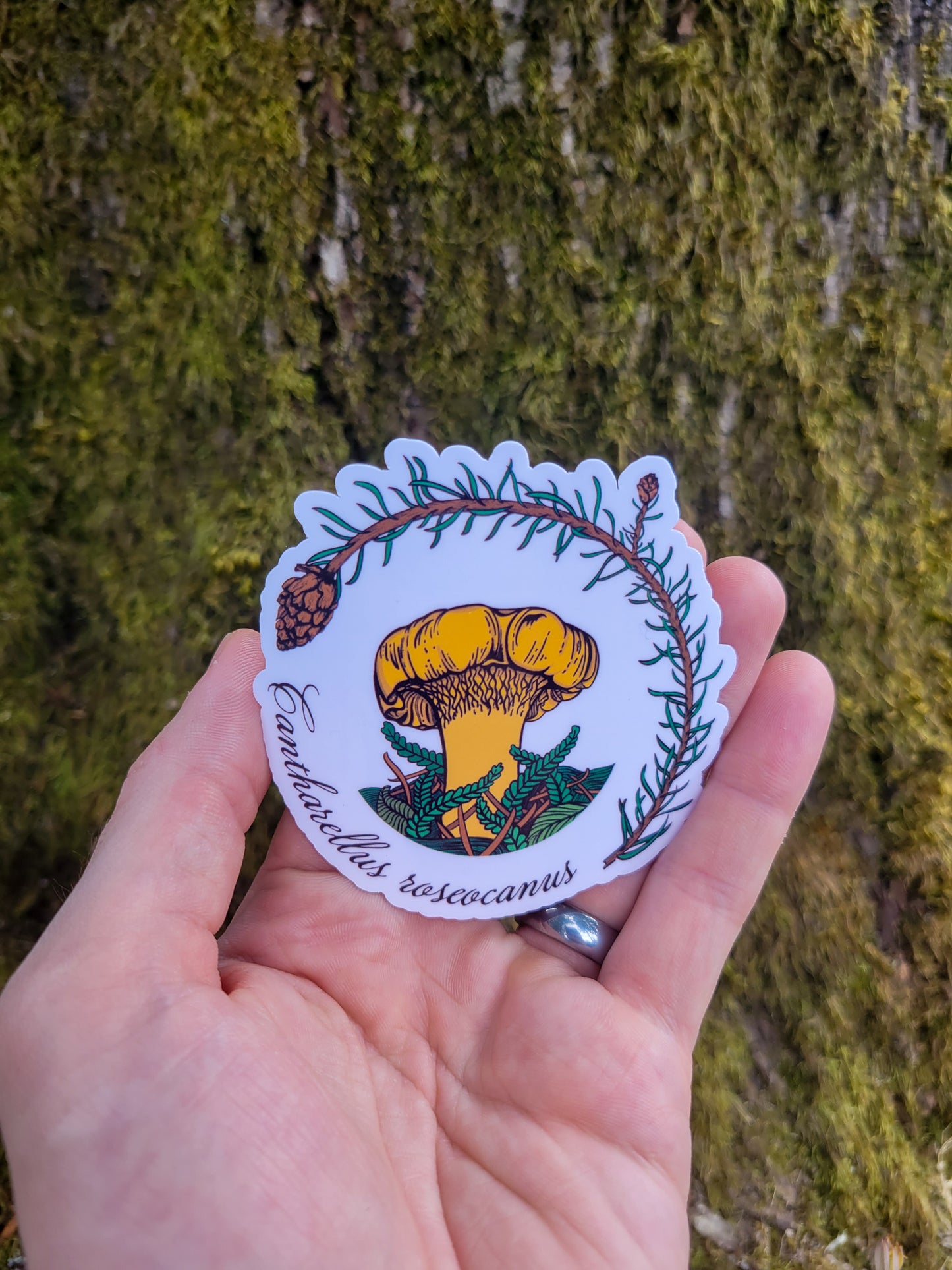 Set of 3 Iconic Pacific Northwest Mushroom Stickers | Chanterelle | Morel | Shaggy Mane