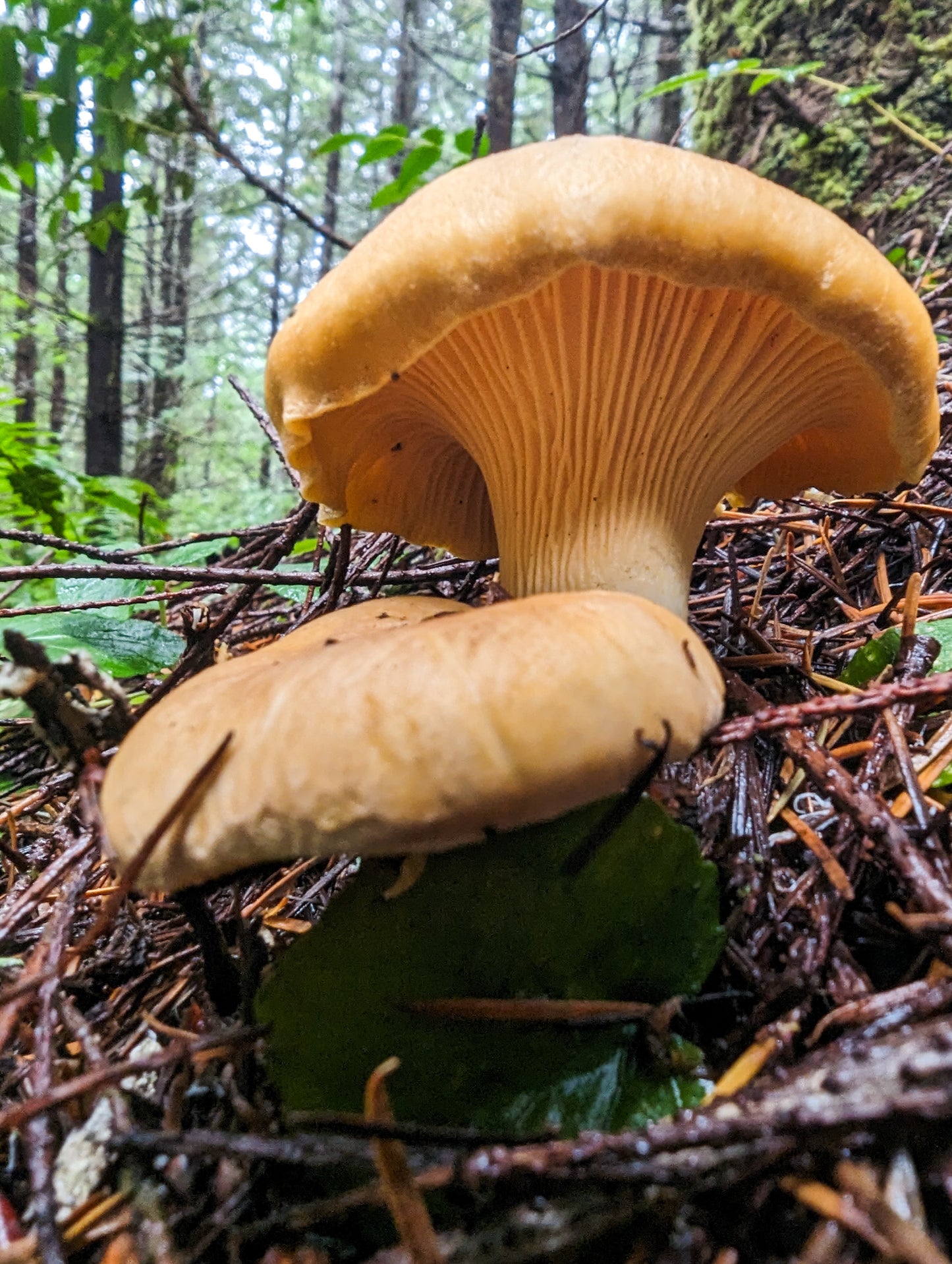 Chanterelle Mushroom Raindrop Sticker | "Love, Oregon" Realistic Mushroom Artwork
