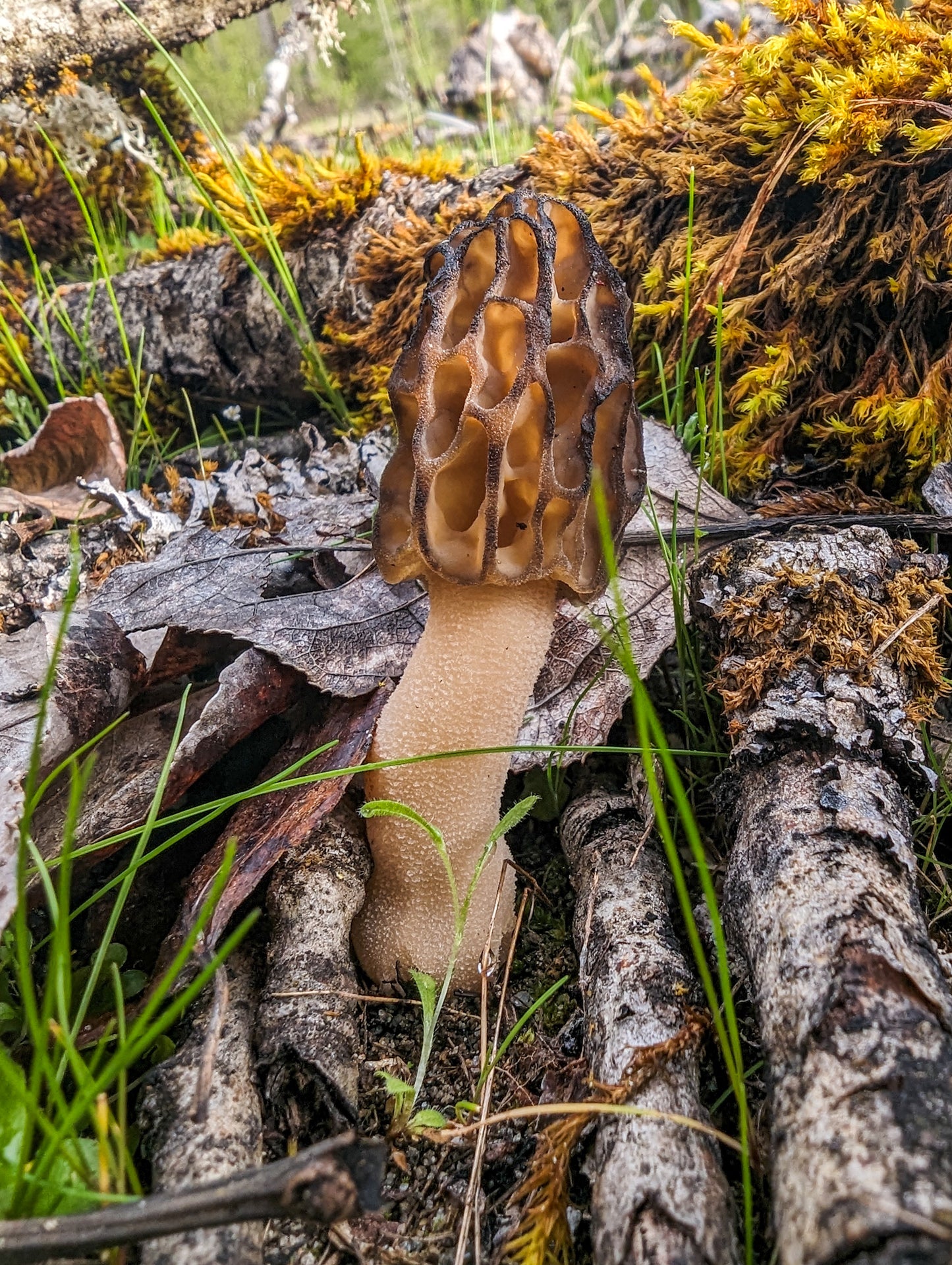 Morel Mushroom Raindrop Magnet | Love, Oregon | Beautiful Mushroom Magnet