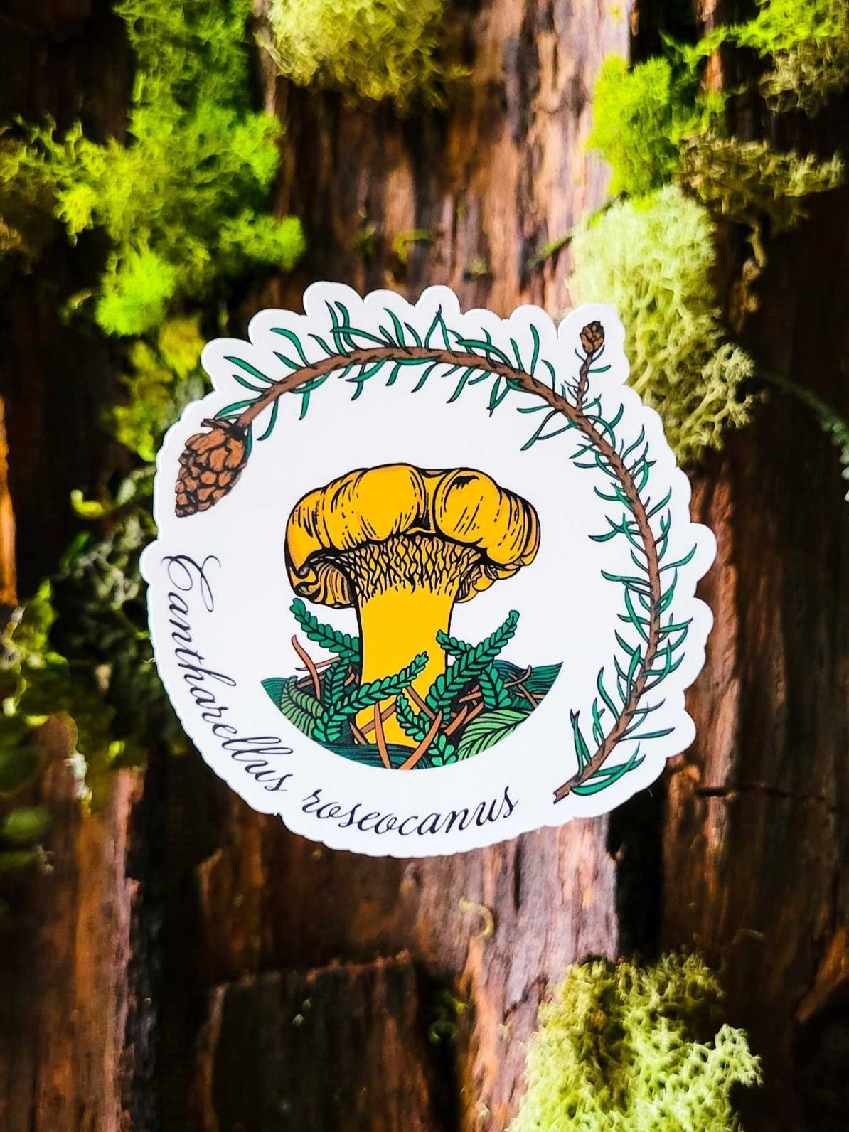 Rainbow Chanterelle Mushroom Sticker | Cantharellus roseocanus