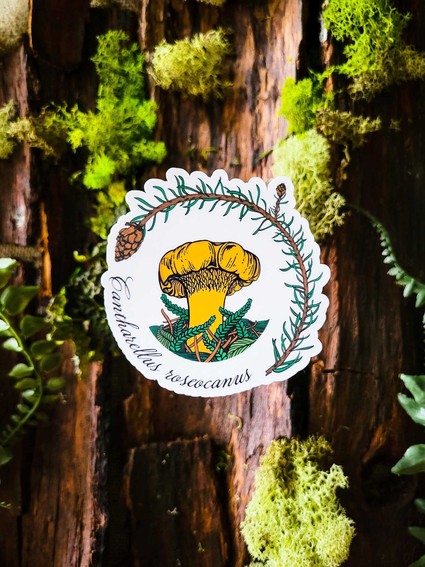 The Full Monty | Collection of 10 Mushroom Stickers by Suzi McCrae