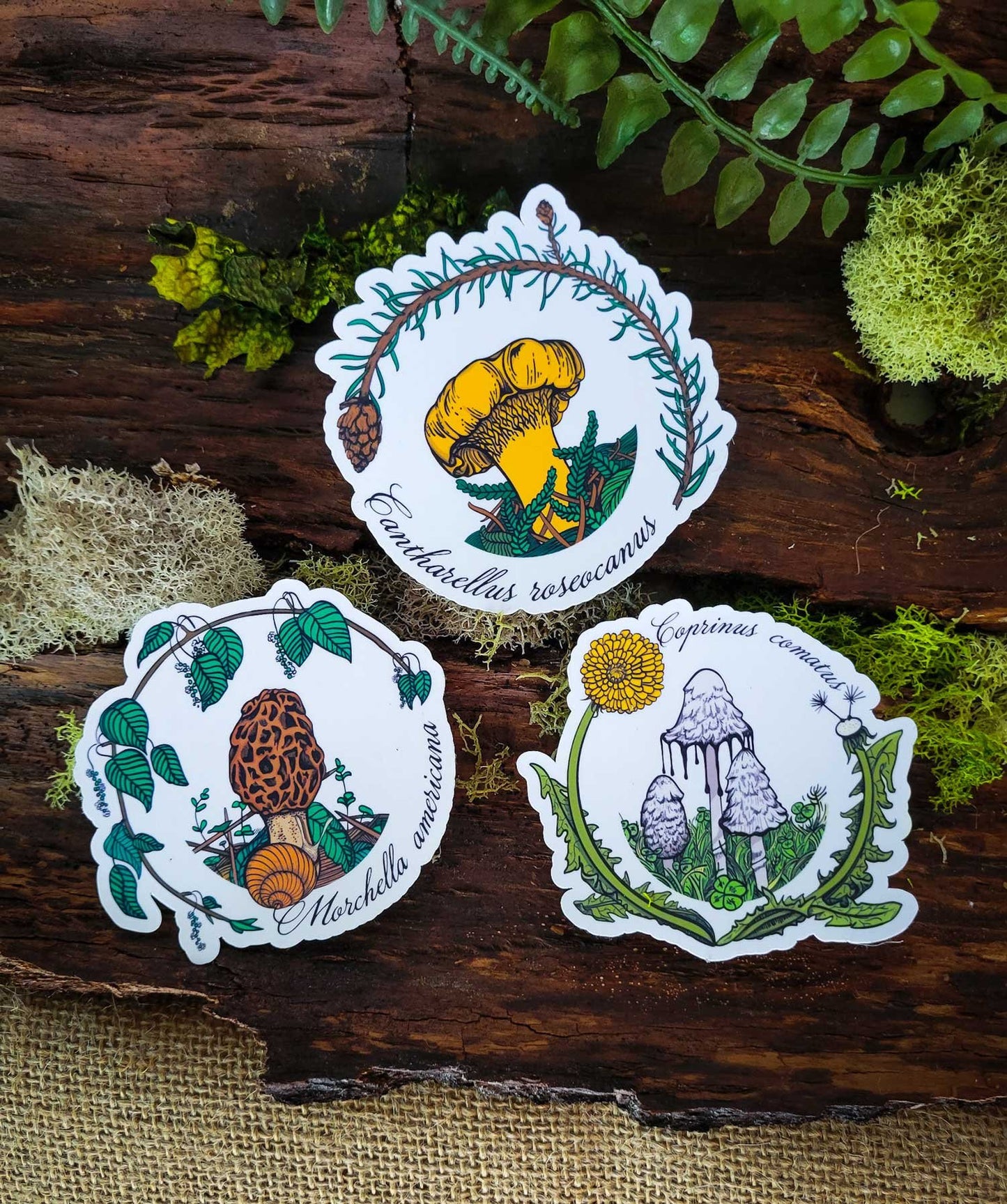 Set of 3 Iconic Pacific Northwest Mushroom Stickers | Chanterelle | Morel | Shaggy Mane