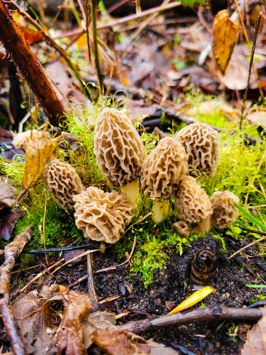 Foraging Yellow Morels in the Pacific Northwest: A Guide to Finding Riparian Morels!