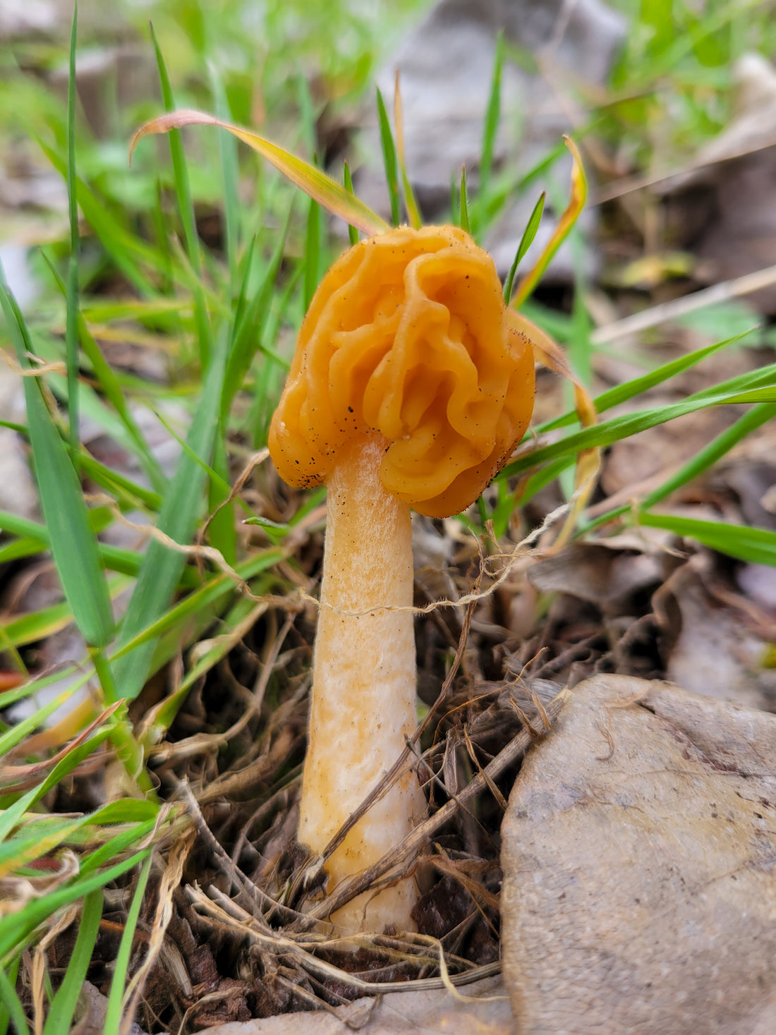 Early Morels: How to Find and Identify Verpa Mushrooms!