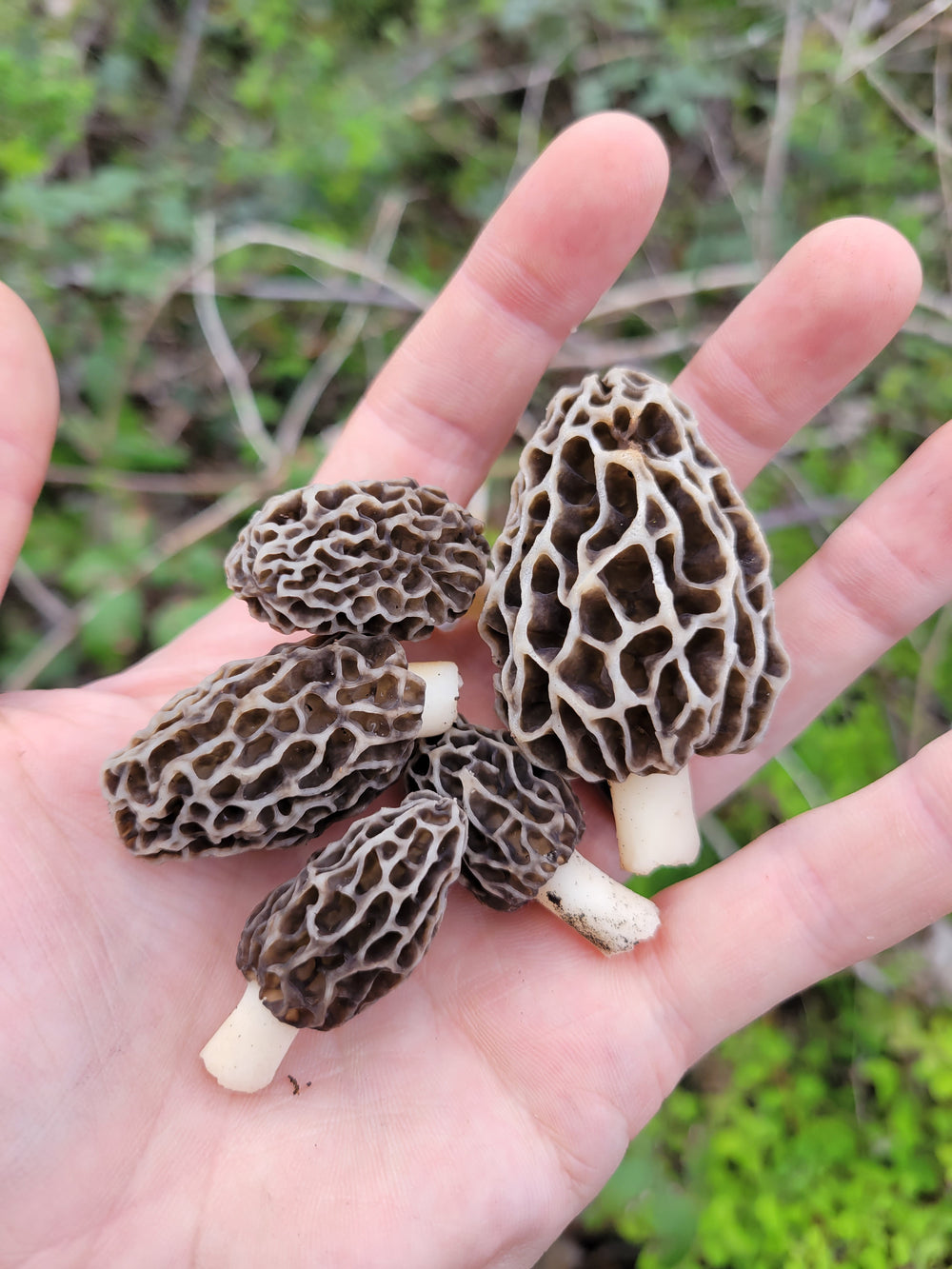 Three Alabama Morel Mushrooms and the Trees They Grow With Mushroom