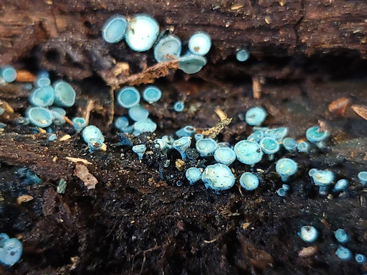 What is Chlorociboria? A Short Introduction to "Blue-Green Elf Cups", or "Green Stain Fungus".