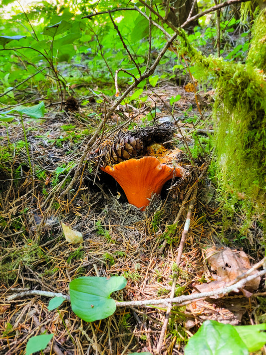 Lobster Mushrooms - An In-Depth Overview