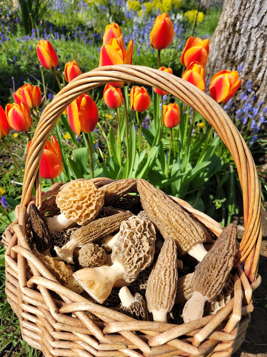 10 Morel Mushroom Hunting Tips!