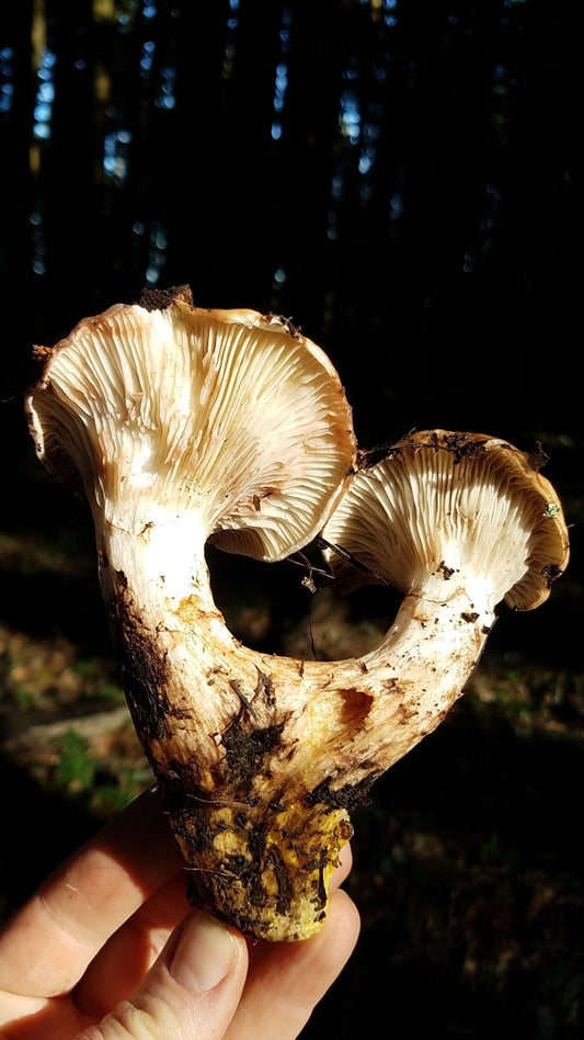 Blackening Slime Spikes, an Often Overlooked Edible Mushroom