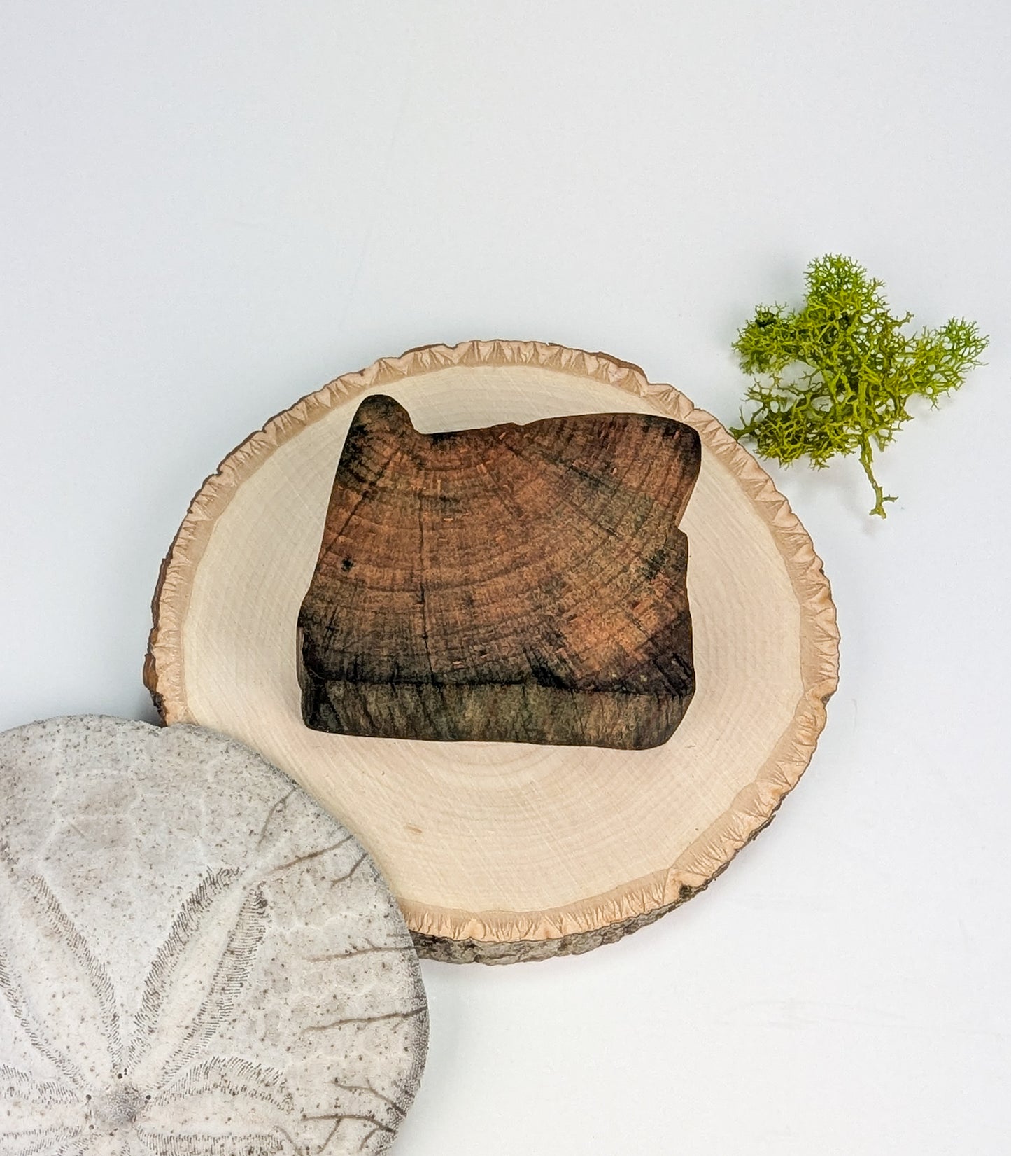 Oregon Display Piece #04 | Naturally Fungus Stained Wood