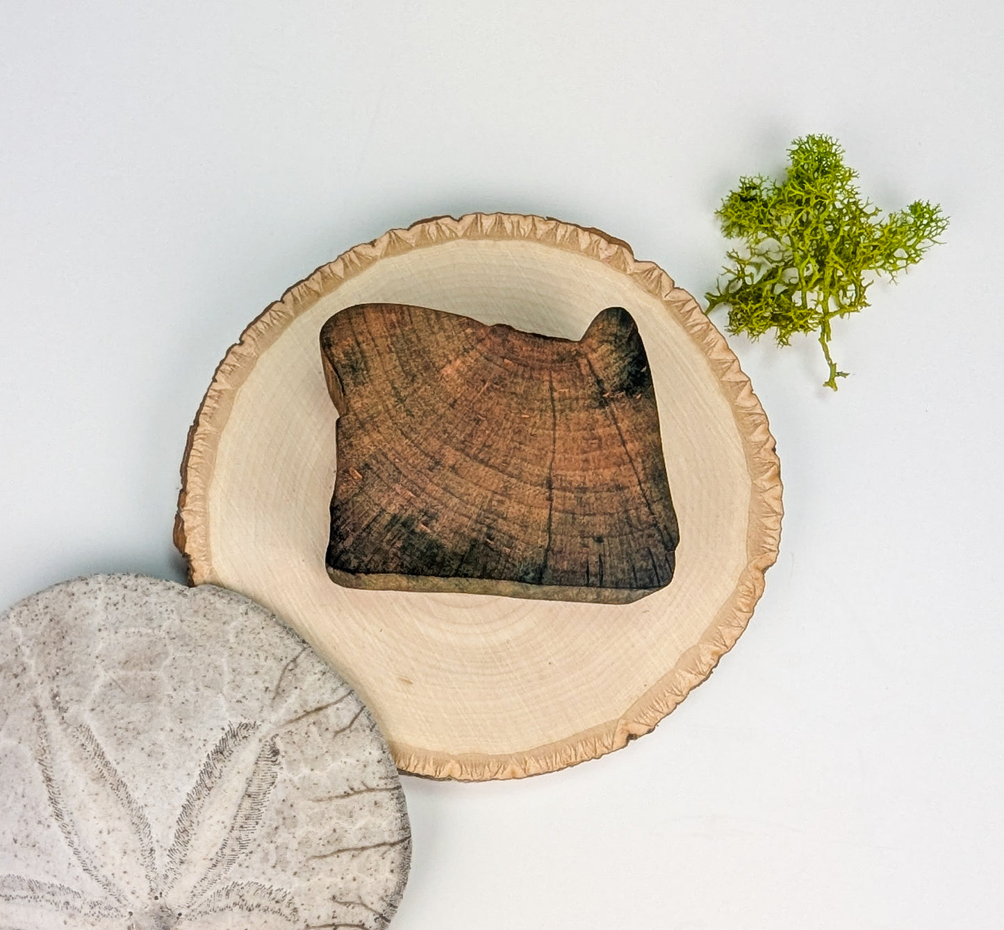 Oregon Display Piece #04 | Naturally Fungus Stained Wood