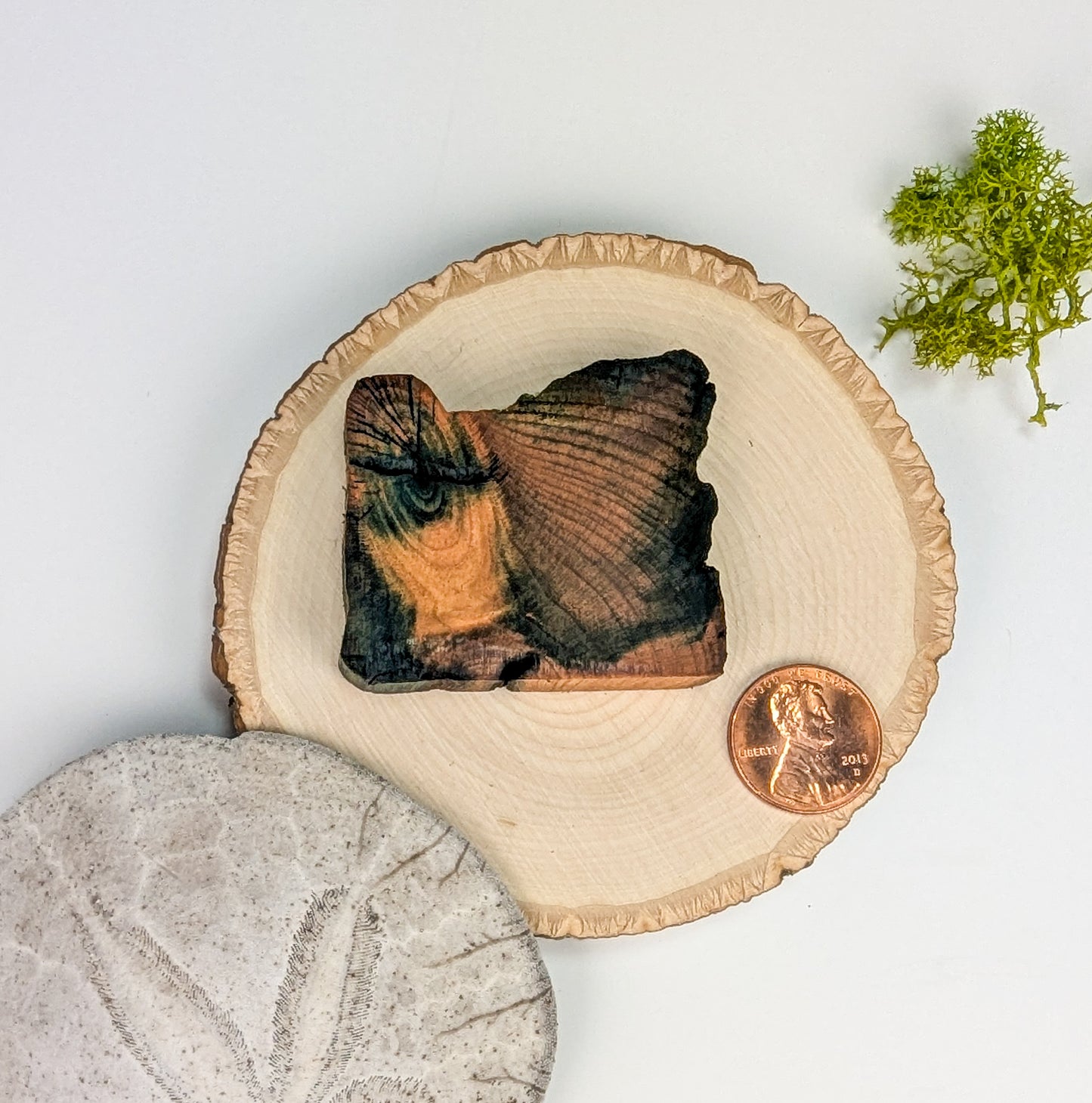 Oregon Display Piece #07 | Naturally Fungus Stained Wood