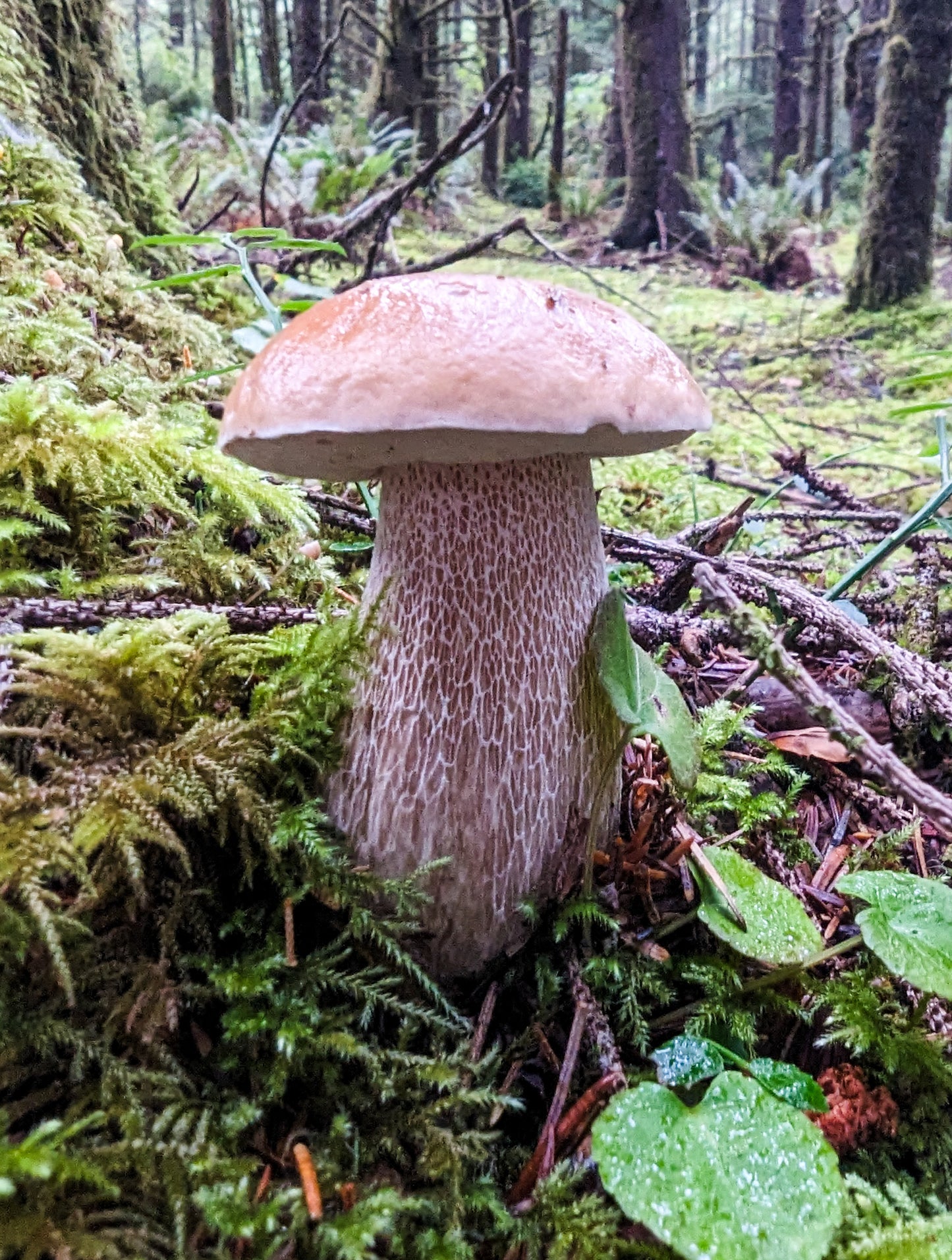 Porcini Mushroom Raindrop Sticker | "Love, Oregon" Realistic Mushroom Artwork