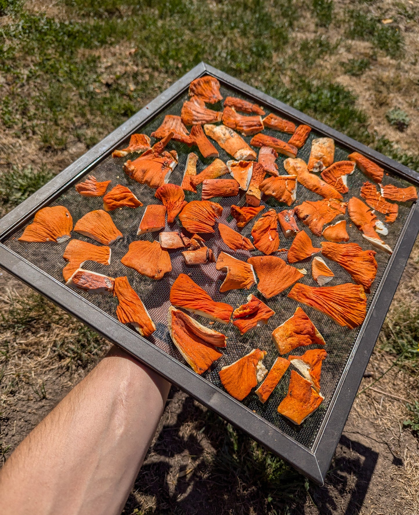 Dehydrated Lobster Mushrooms For Naturally Dyeing Wool and Fabrics *NOT FOR CULINARY USE, DO NOT EAT*