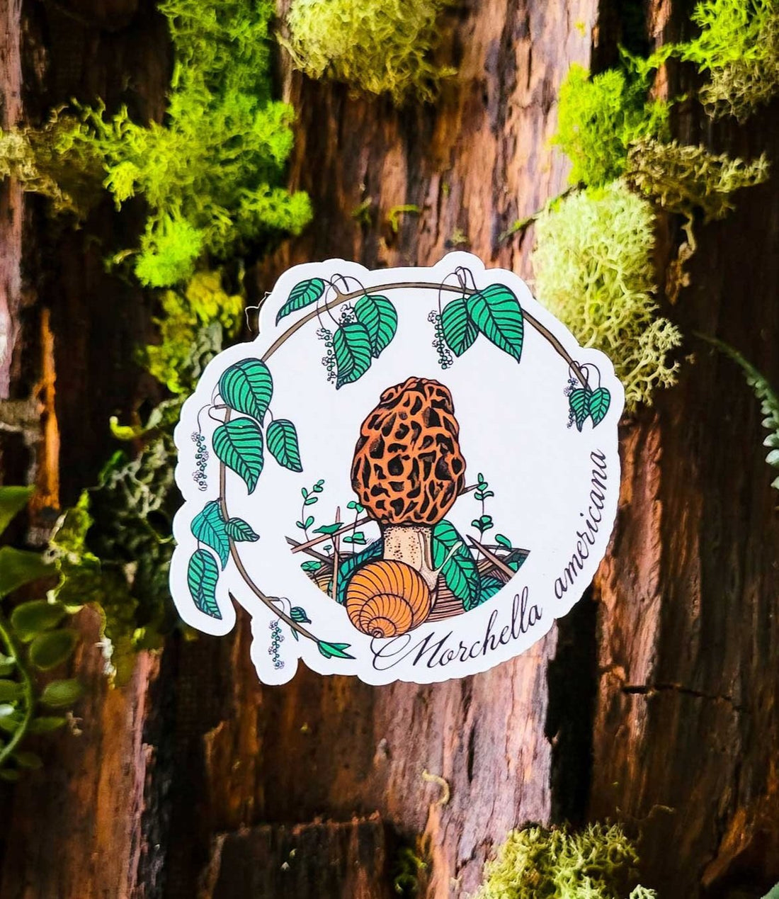 Morel Mushroom Sticker Morchella americana American Morel