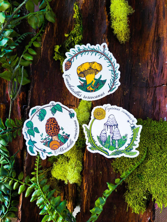 Set of 3 Iconic Pacific Northwest Mushroom Stickers | Chanterelle | Morel | Shaggy Mane